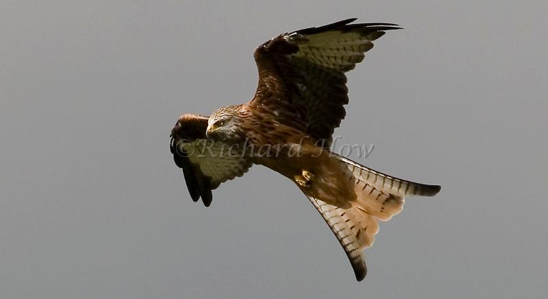 red kite10.jpg